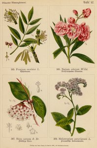 Fraxinus Excelsior, Nerium Odorum, Hoya Carnosa, Heliotropium Peruvianum - (after) German School