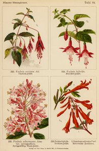 Fuchsia Coccinea, Fuchsia Hybrida, Fuchsia Arborescens, Fuchsia Triphylla, Zauschnera Californica - (after) German School