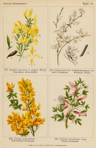 Genista Tinctoria, Cytisus Linkii, Genista Monosperma, Cytisus Paniculatus, Cytisus Purpureus - (after) German School