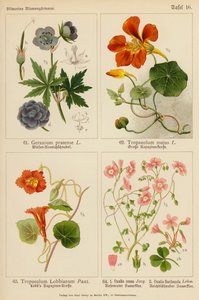 Geranium Pratense, Tropaeolum Majus, Tropaeolum Lobbianum, Oxalis Rosea, Oxalis Floribunda - (after) German School