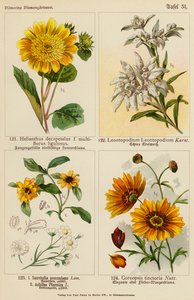 Helianthus Decapetalus, Leontopodium Leontopodium, Sanvitalia Procumbens, Achillea Ptarmica, Coreopsis Tinctoria - (after) German School