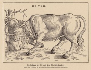 Chasse aux aurochs - (after) German School