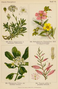 Iberis Sempervirens, Helianthemum Chamaecistus, Pittosporum Tobira, Tamarix Gallica - (after) German School
