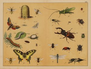 Insectes