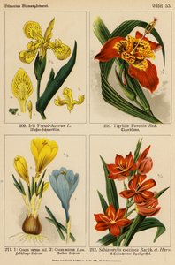 Iris Pseud-Acorus, Tigridia Pavonia, Crocus Vernus, Crocus Aureus, Schizostylis Coccinea - (after) German School