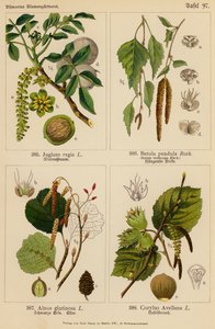 Juglans Regia, Betula Pendula, Alnus Glutinosa, Corylus Avellana - (after) German School