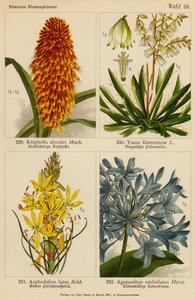Kniphofia Aloodes, Yucca Filamentosa, Asphodeline Lutea, Agapanthus Umbellatus - (after) German School