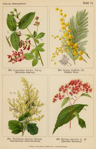 Lespedezia Bicolor, Acacia Dealbata, Holodiscus Discolor, Spiraea Japonica - (after) German School