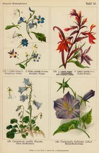 Lobelia Erinus, Bolelia Pulchella, Lobelia Fulgens, Lobelia Hybrida, Campanula Pusilla, Campanula Turbinata - (after) German School