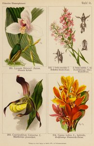 Lycaste Skinneri, Orchis Maculata, Orchis Latifolia, Cypripedilum Calceolus, Canna Indica - (after) German School