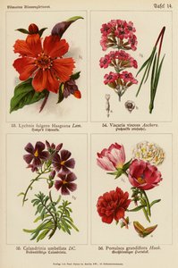 Lychnis Fulgens Haageana, Viscaria Viscosa, Calandrinia Umbellata, Portulaca Grandiflora - (after) German School