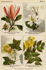 Magnolia Obovata, Magnolia Conspicua, Liriodendron Tulipifera, Berberis Aquifolium - (after) German School