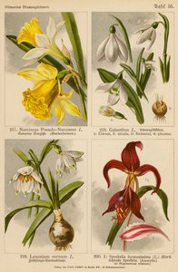 Narcissus Pseudo-Narcissus, Galanthus, Leucojum Vernum, Sprekelia Formosissima - (after) German School