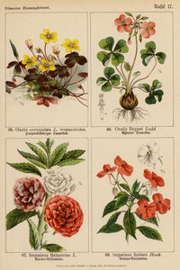 Oxalis Corniculata, Oxalis Deppei, Impatiens Balsamina, Impatiens Sultani - (after) German School