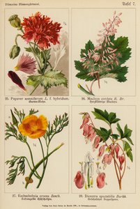 Papaver Somniferum, Macleya Cordata, Eschscholtzia Crocea, Dicentra Spectabilis - (after) German School