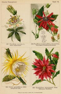 Passiflora Coerulea, Passiflora Racemosa, Cereus Grandiflorus, Epiphyllum Ackermannii - (after) German School