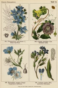 Polemonium Coeruleum, Cobaea Scandens, Nemophila Insignis, Anchusa Italica - (after) German School