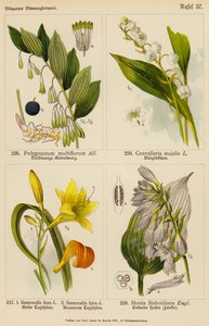 Polygonatum Multiflorum, Convallaria Majalis, Hemerocallis Flava, Hemerocallis Fulva, Hostia Sieboldiana - (after) German School