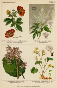 Potentilla Hybrida, Astilbe Japonica, Bergenia Crassifolia, Saxifraga Granulata - (after) German School