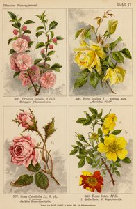 Prunus Triloba, Rosa Indica, Rosa Centifolia, Rosa Lutea - (after) German School