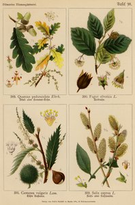 Quercus Pedunculata, Fagus Silvatica, Castanea Vulgaris, Salix Caprea - (after) German School