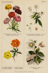 Ranunculus Asiaticus, Ranunculus Aconitifolius, Trollius Europeaeus, Trollius Asiaticus, Helleborus Niger - (after) German School