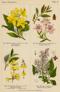 Rhododendron Flavum, Rhododendron Dahuricum, Forsythia Suspensa, Syringa Vulgaris (lithographie en couleur) - (after) German School