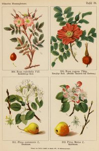 Rosa Rubrifolia, Rosa Rugosa, Pirus Communis, Pirus Malus - (after) German School