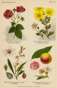 Rubus Odoratus, Potentilla Fruticosa, Prunus Amygdalus, Prunus Persica - (after) German School