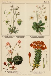Saxifraga Decipiens, Saxifraga Hypnodes, Saxifraga Umbrosa, Saxifraga Sarmentosa, Rochea Coccinea - (after) German School