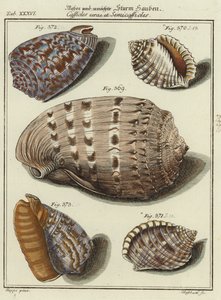 Coquillages