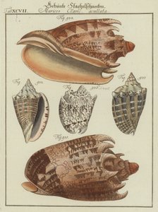 Coquillages - (after) German School