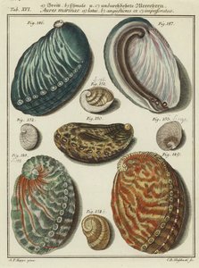 Coquillages - (after) German School