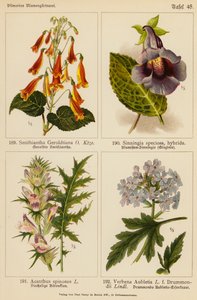 Smithiantha Geroldtiana, Sinningia Speciosa, Acanthus Spinosus, Verbena Aubletia - (after) German School