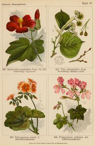 Sphaeralcea Umbellata, Tilia Platyphyllos, Pelargonium Zonale, Pelargonium Peltatum - (after) German School