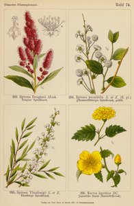 Spiraea Douglasii, Spiraea Prunifolia, Spiraea Thunbergii, Kerria Japonica - (after) German School
