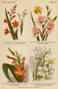 Tritonia Crocosmaeflora, Gladiolus Lemoinei, Gladioulus Gandavensis, Narcissus Biflorus - (after) German School