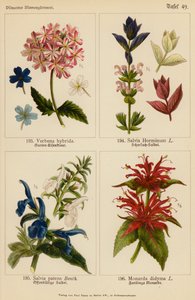 Verbena Hybrida, Salvia Horminum, Salvia Patens, Monarda Didyma - (after) German School