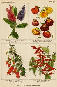 Veronica Speciosa, Calceolaria Fruticohybrida, Mitraria Coccinea, Salvia Splendens - (after) German School
