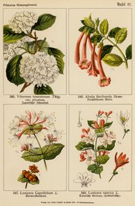 Viorne tomenteuse, Abélia floribunda, Chèvrefeuille caprifolium, Chèvrefeuille tatarica - (after) German School