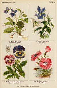 Viola Odorata, Viola Cornuta, Viola Tricolor, Dianthus Alpinus - (after) German School