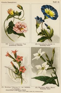 Volvulus Pubescens, Convolvulus Tricolor, Nicotiana Tabacum, Nicotiana Affinis - (after) German School