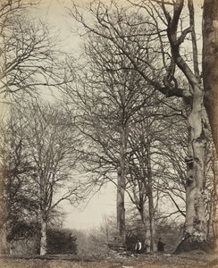 Le hêtre de la reine Adélaïde, avant 1864 - 14th Earl of Caithness James Sinclair