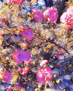 Roses pour la Vierge Marie - Margareta Uliarte
