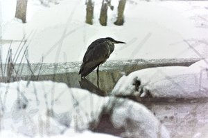 Héron cendré dans la neige