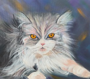 Chat Maine-Coon - H.Opitz