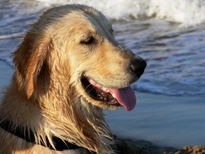 Golden Retriever - Monika Wittrich