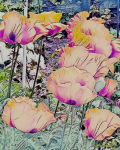 Des coquelicots. - Margareta Uliarte