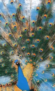 Pavo Real.