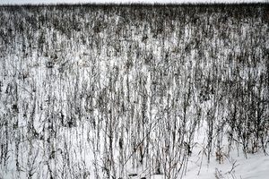 Janvier - Alexandra Gertrud Maria Marx